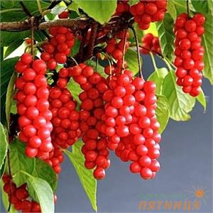 лимонник китайский